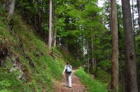 Forest path